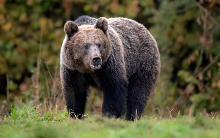 Emberre támadt egy medve a horvátországi Plitvicei-tavaknál