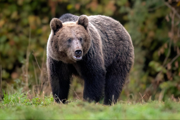 Medvét láthattak Miskolcon az Avason